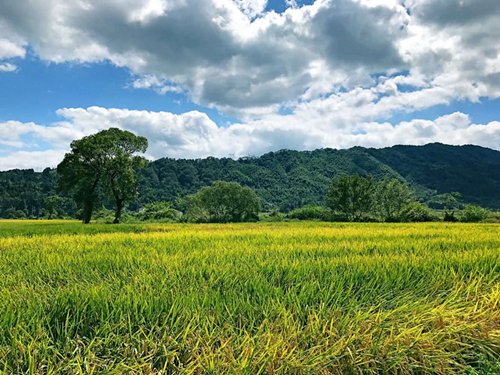 银奖:家乡的田野(作者:彭宇) 银奖:家乡的田野(作者:彭宇)